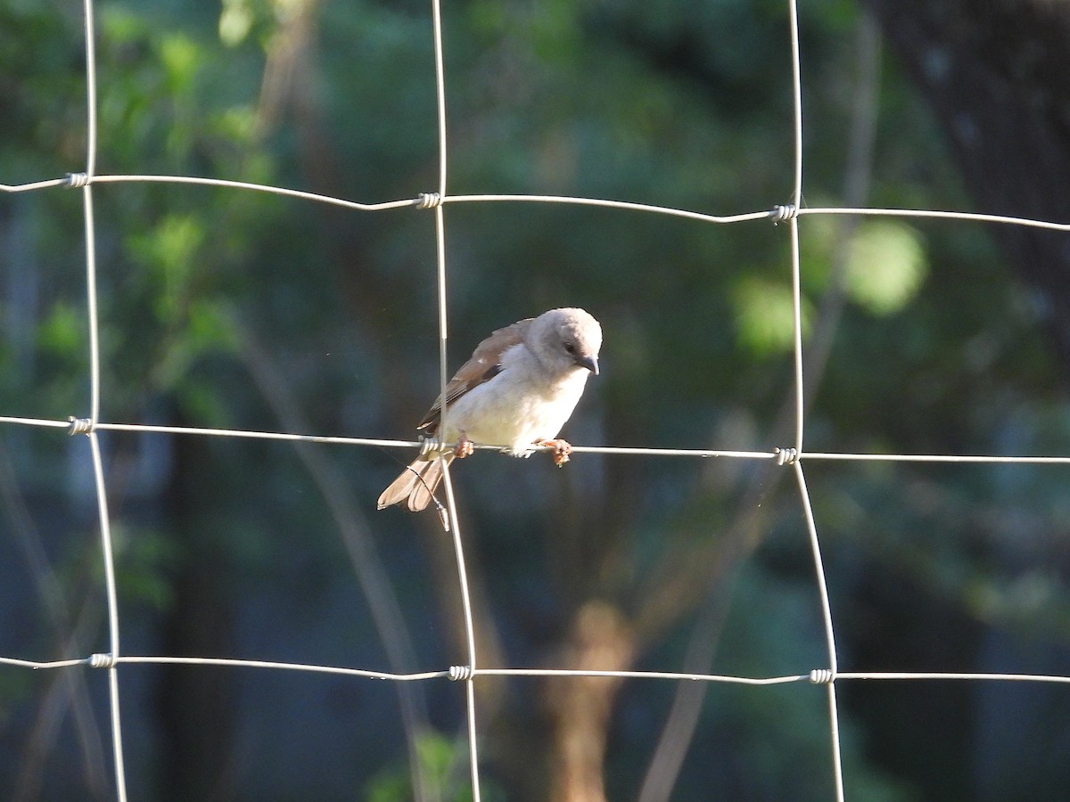 Southern Gray-headed Sparrow - ML646025674
