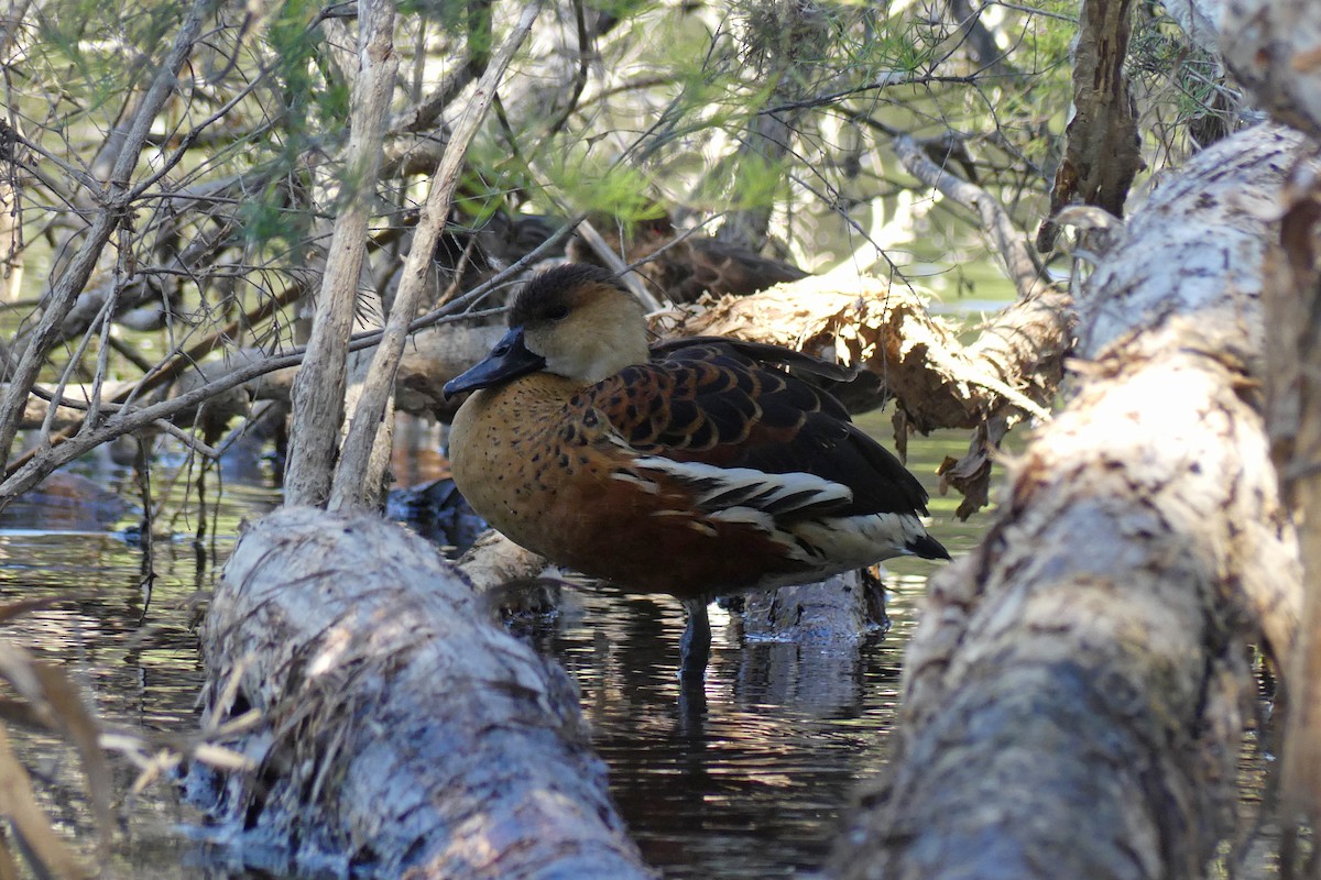 Wandering Whistling-Duck - ML646025675