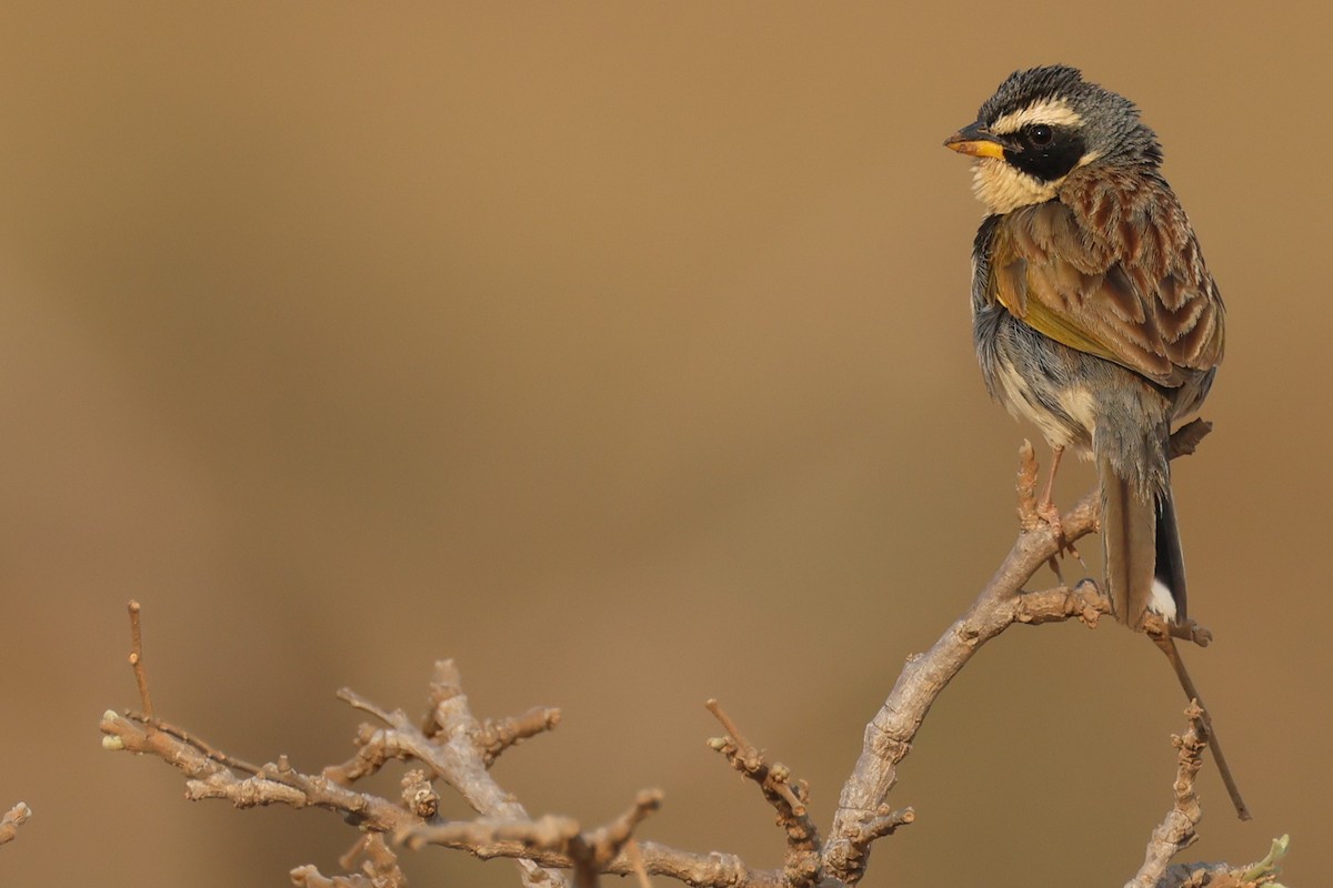 Black-masked Finch - ML646025676