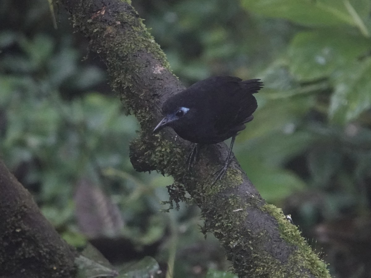 Zeledon's Antbird - ML646025681