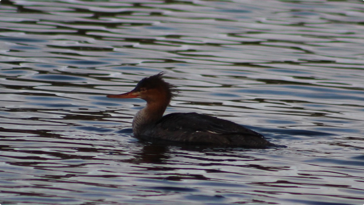Red-breasted Merganser - ML646025685