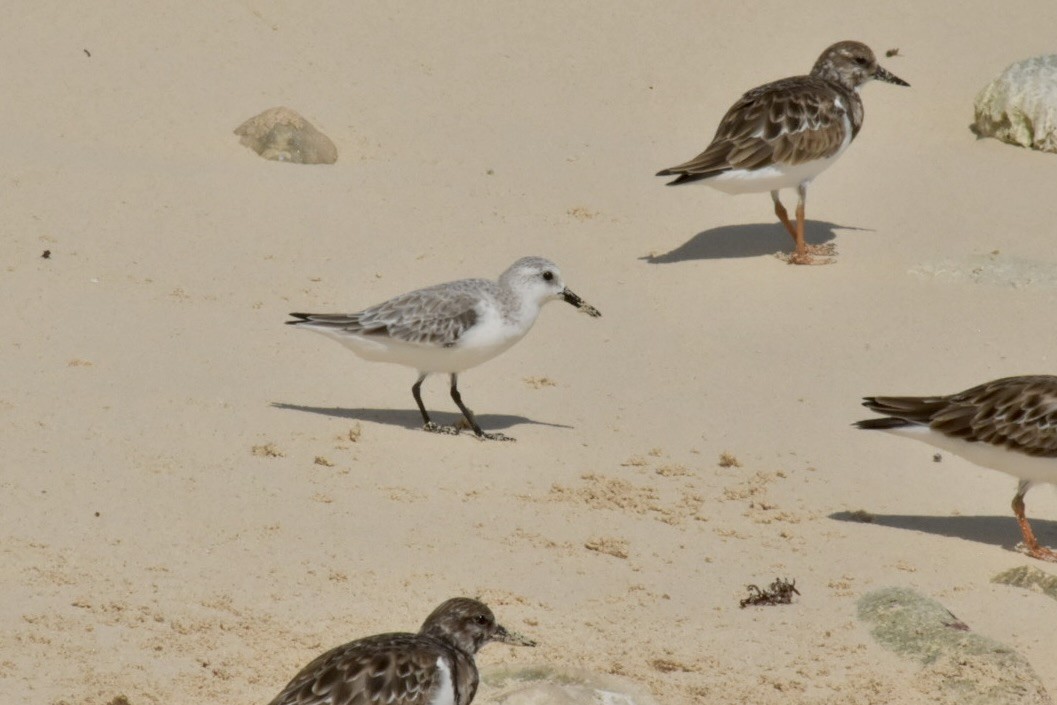 Txirri zuria - ML646025686