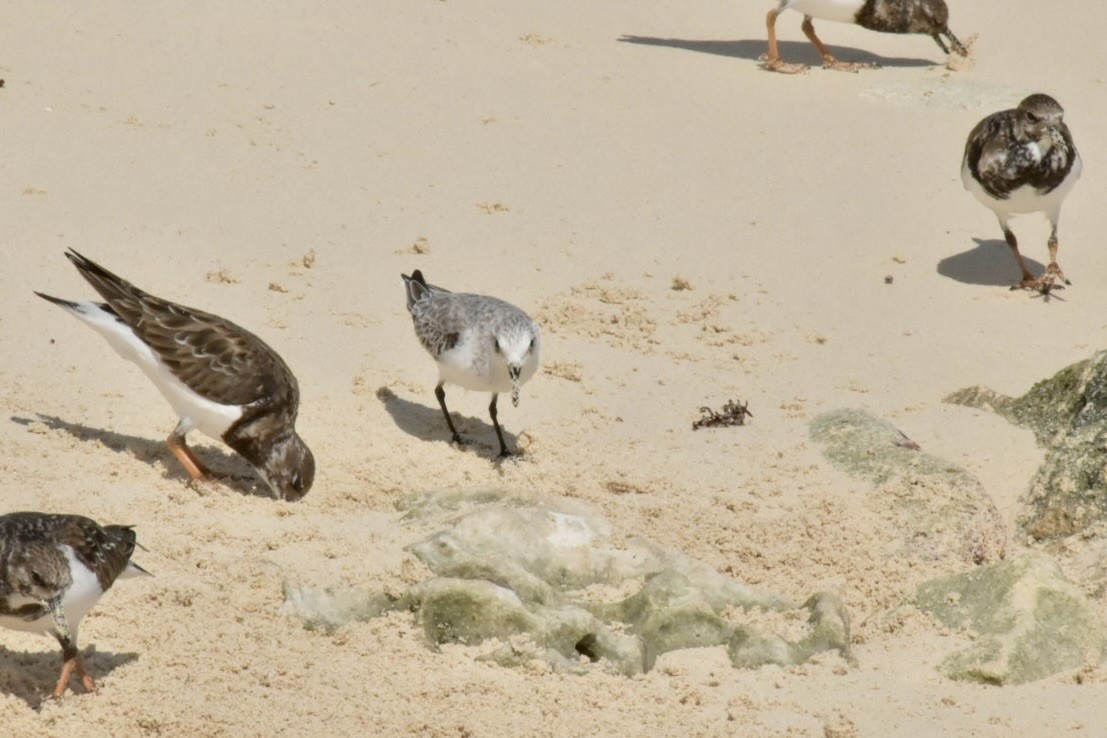 Txirri zuria - ML646025687