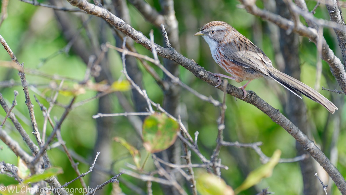Beijing Babbler - ML646025689