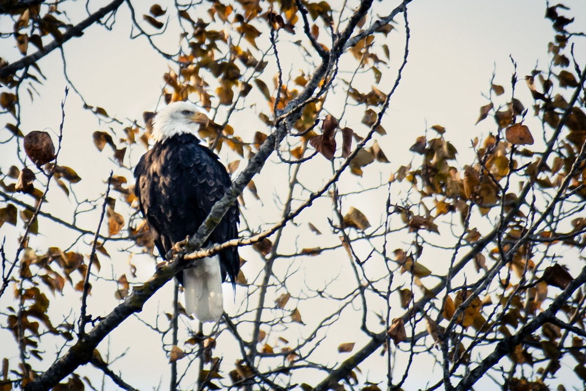 Bald Eagle - ML646025695