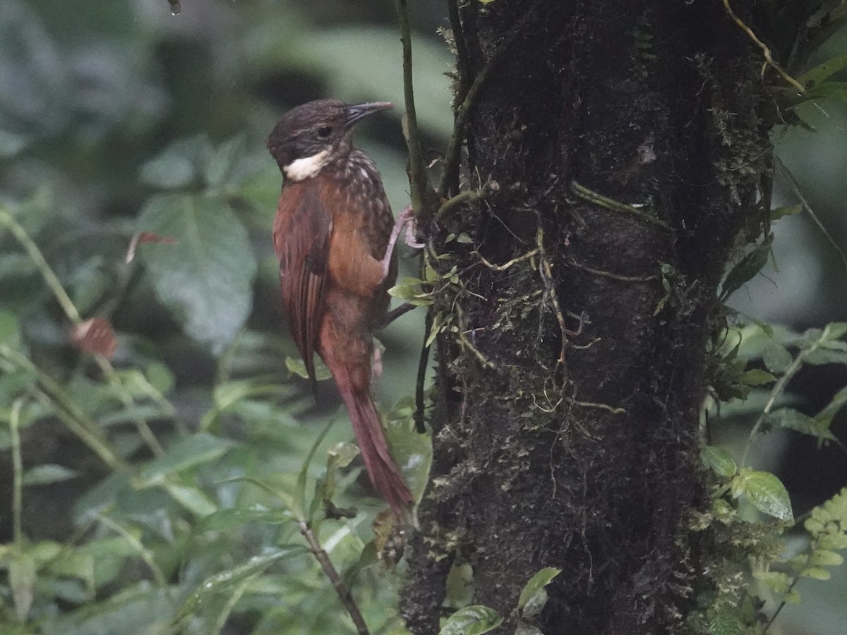 Pacific Tuftedcheek - ML646025701