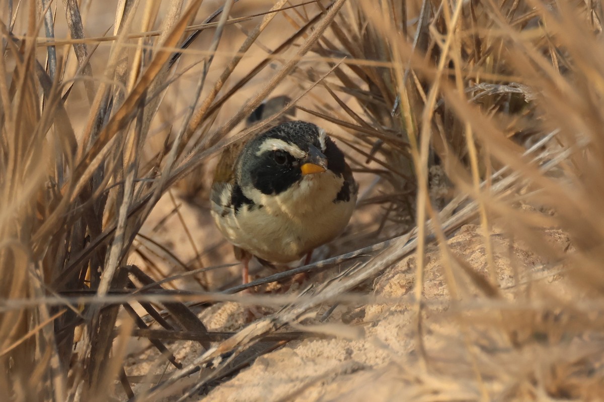 Black-masked Finch - ML646025704
