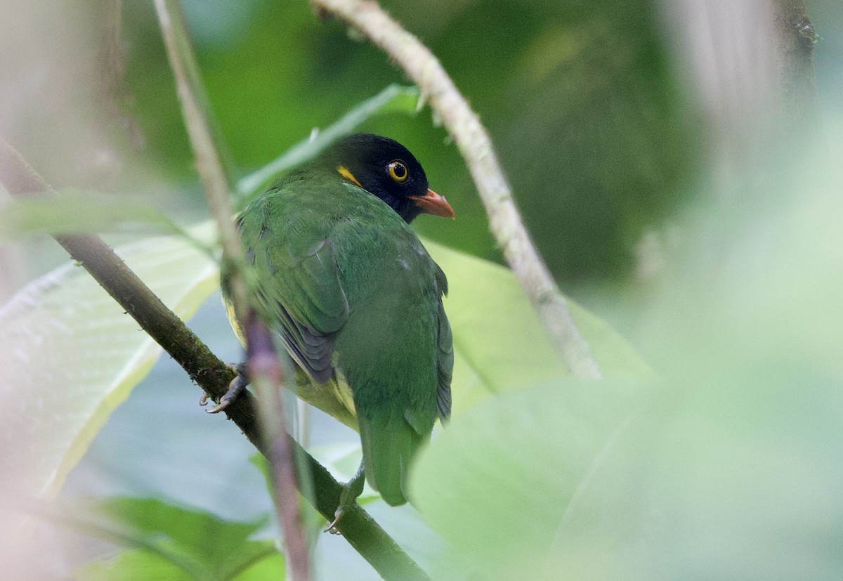 Cotinga jucunda - ML646025705