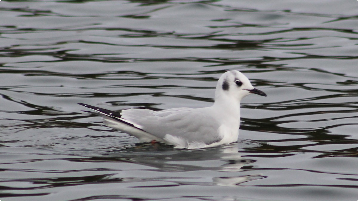 Bonaparte's Gull - ML646025706