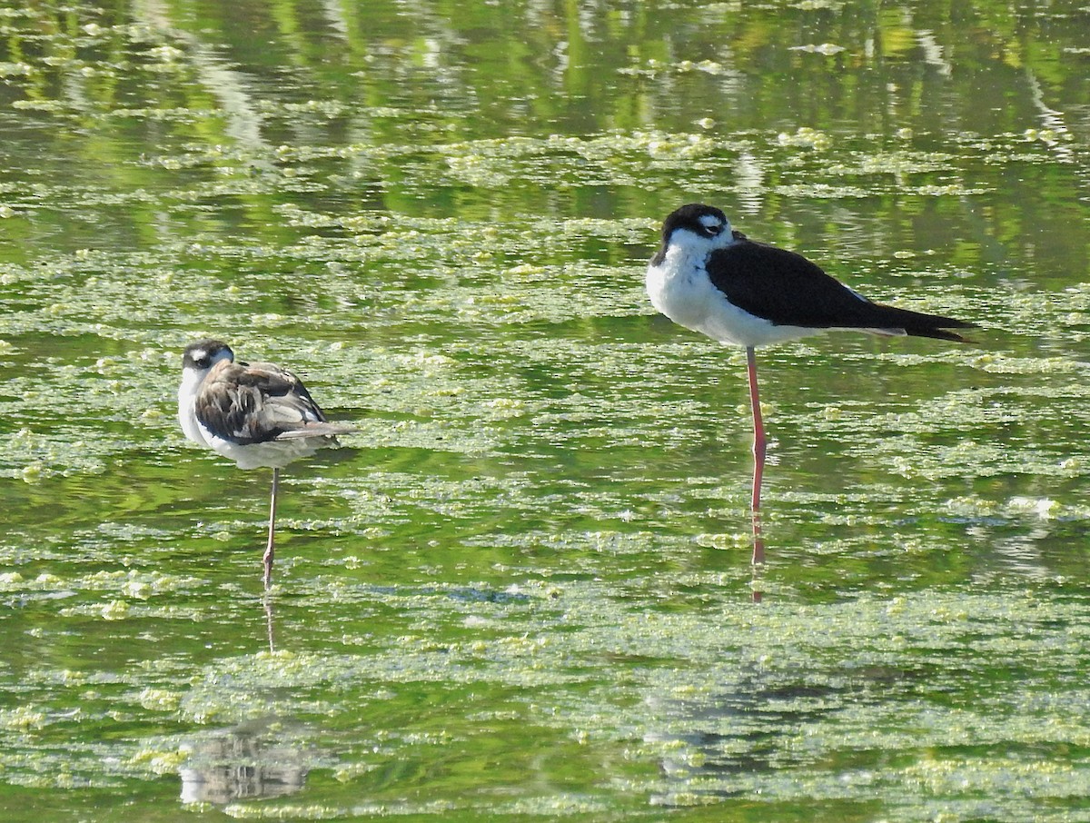 Schwarznacken-Stelzenläufer (mexicanus) - ML64602571