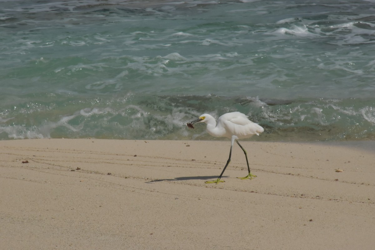 Snowy Egret - ML646025718