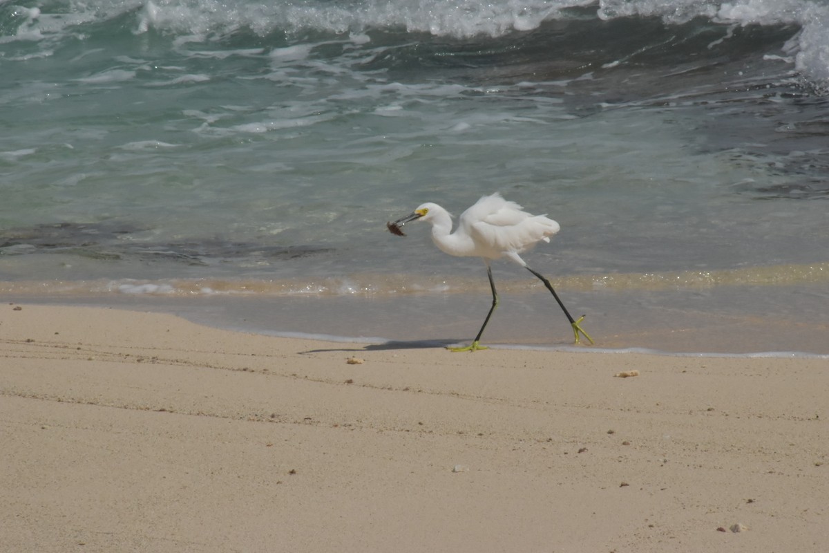 Snowy Egret - ML646025719