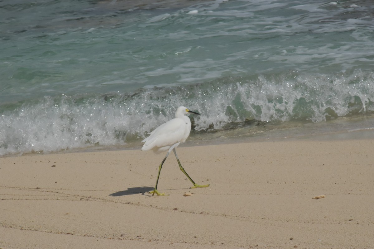 Snowy Egret - ML646025720