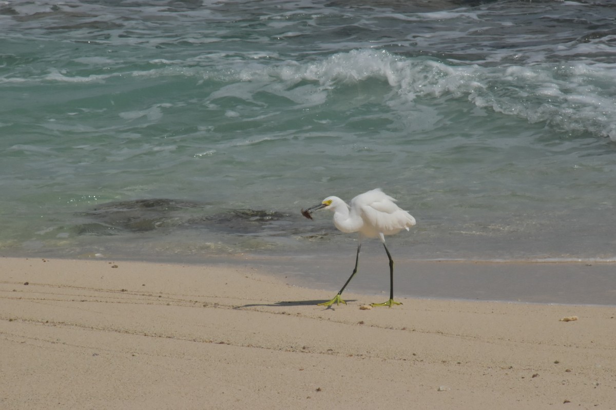 Snowy Egret - ML646025721