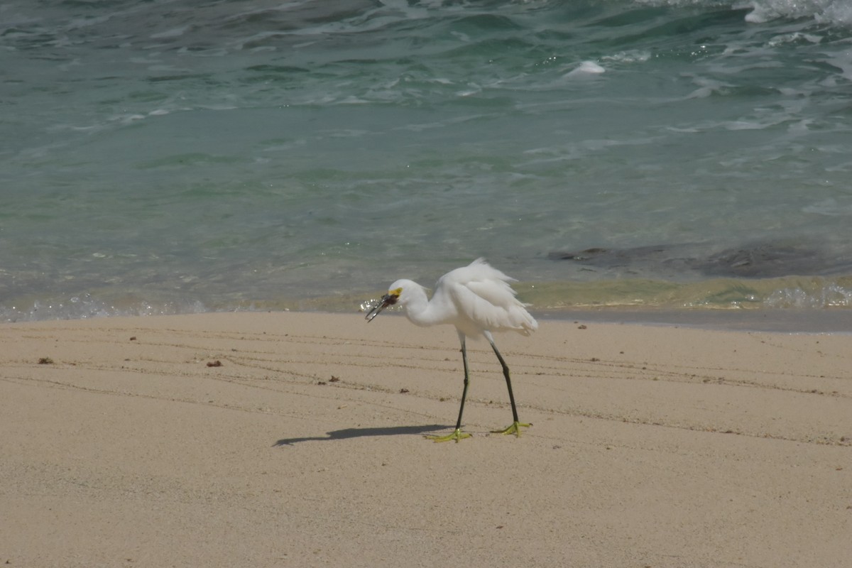 Snowy Egret - ML646025723