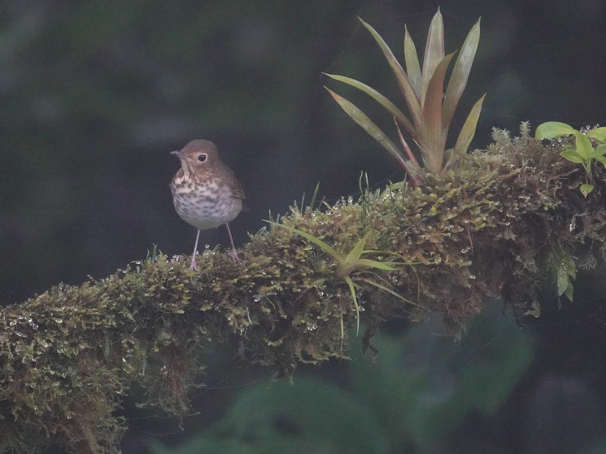 Zorzalito de Swainson - ML646025725