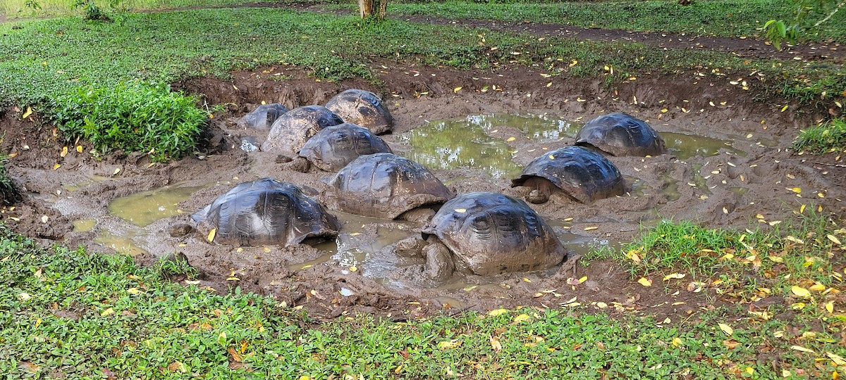 加拉巴哥象龜 - ML646025726