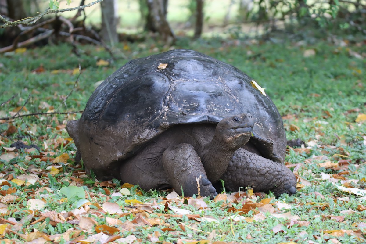 加拉巴哥象龜 - ML646025727