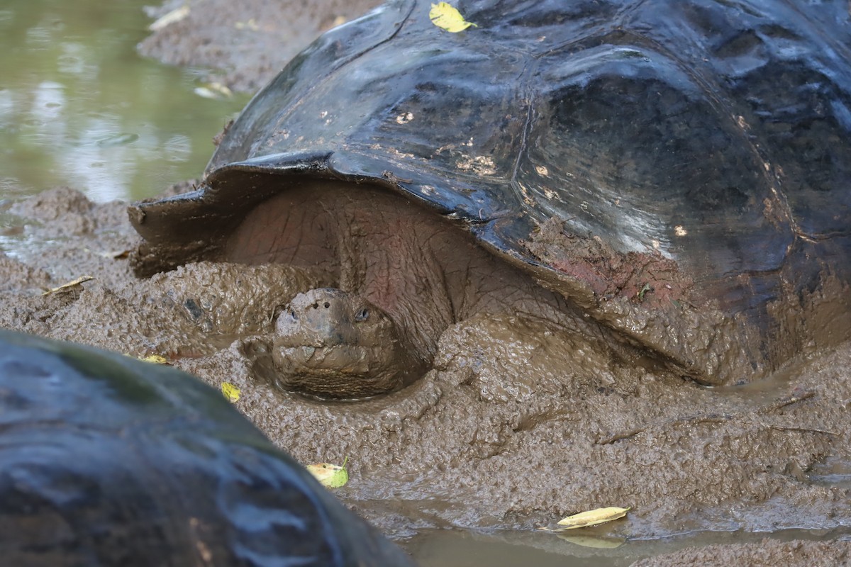 加拉巴哥象龜 - ML646025728