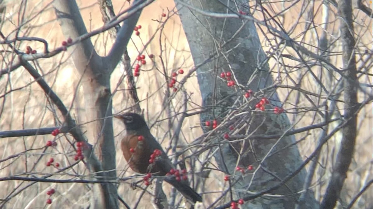 American Robin - ML646025729