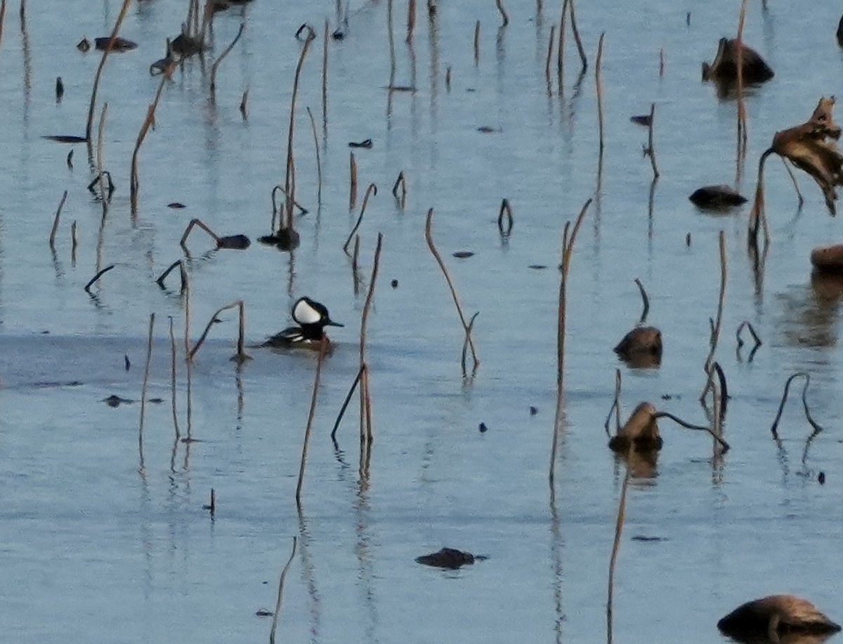 Hooded Merganser - ML646025731