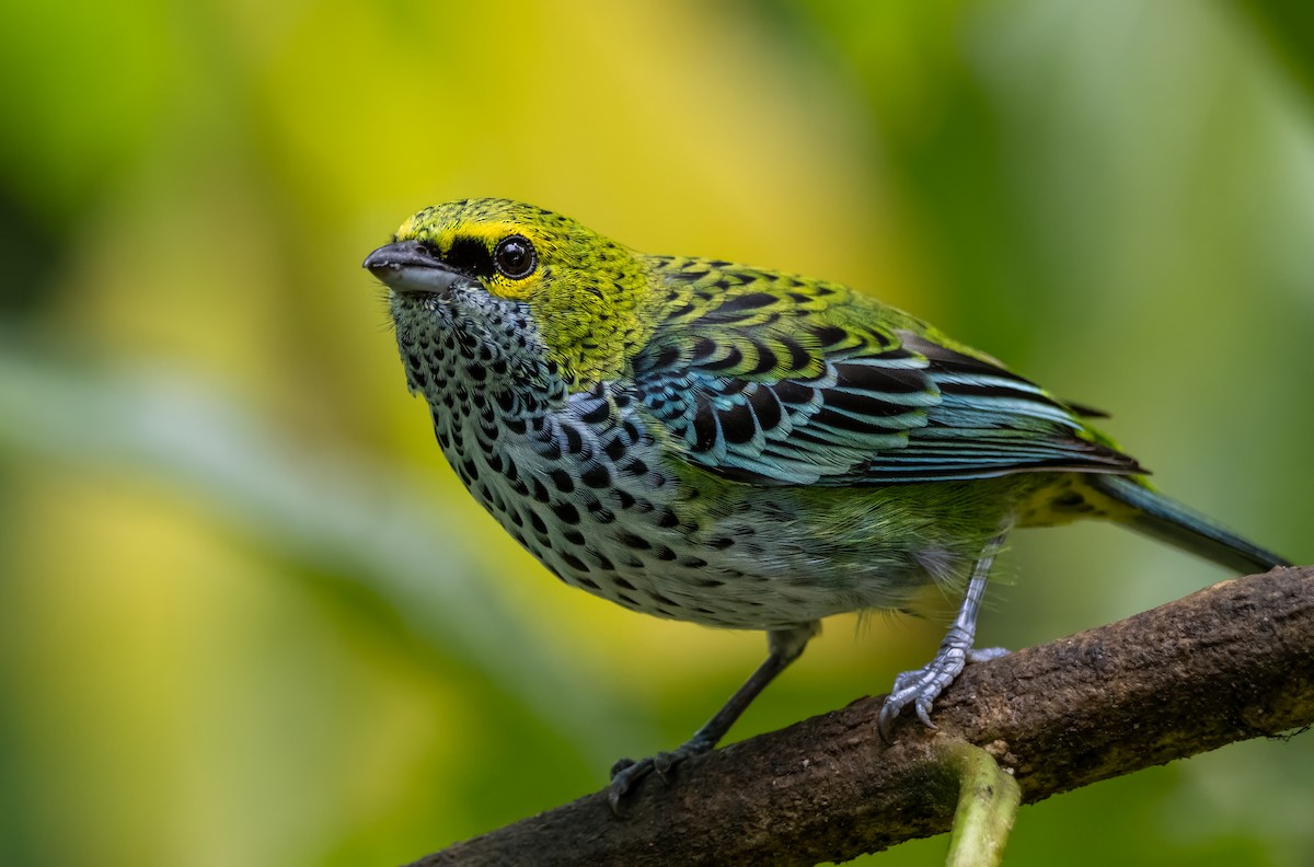 Speckled Tanager - ML646025733