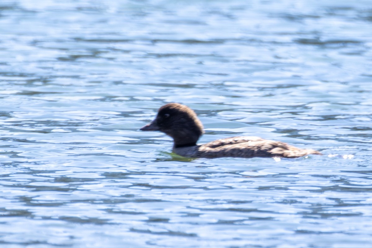 キタホオジロガモ - ML646025735