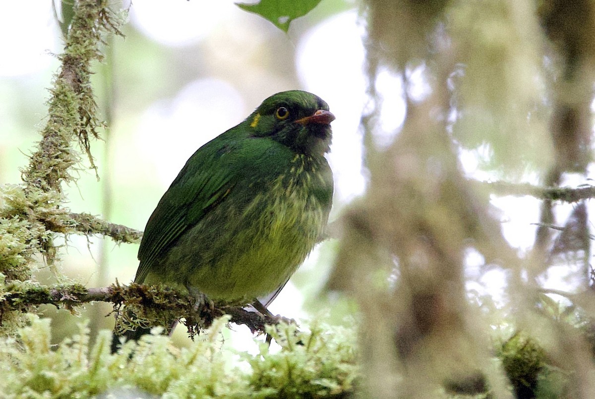 Cotinga jucunda - ML646025741