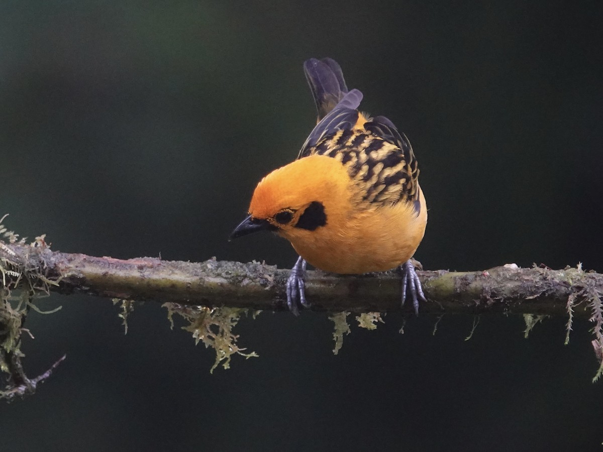 Golden Tanager - ML646025742