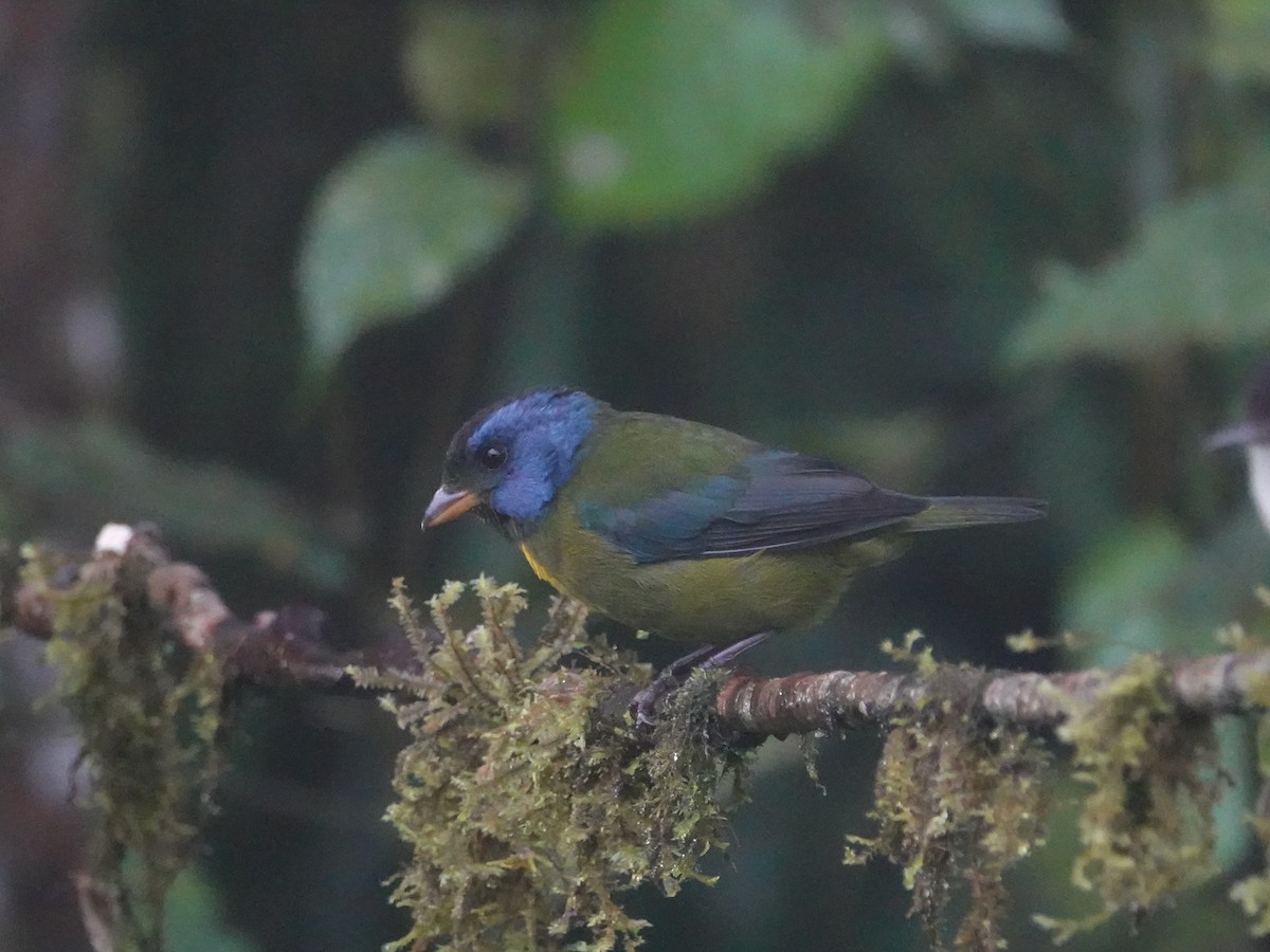 Tangara de Edwards - ML646025756