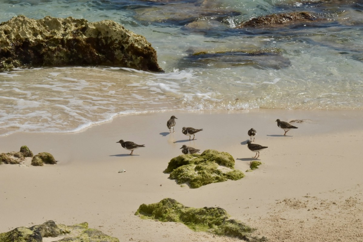 Ruddy Turnstone - ML646025757