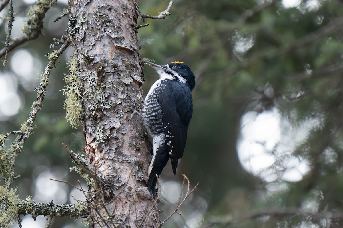 Black-backed Woodpecker - ML646025774