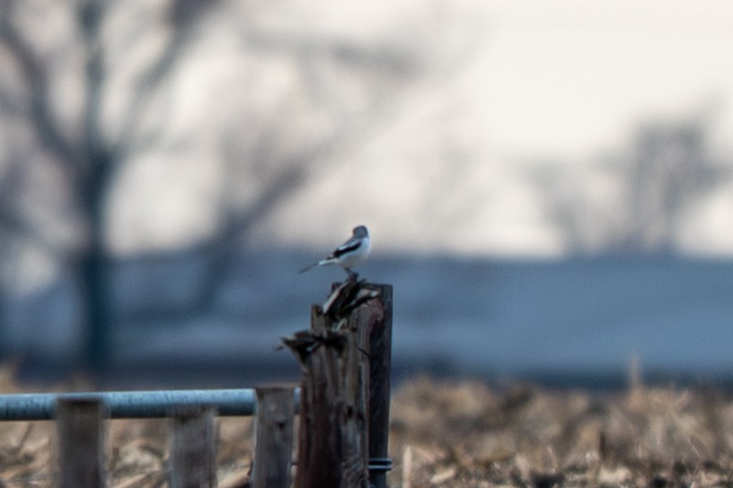Loggerhead Shrike - ML646025775