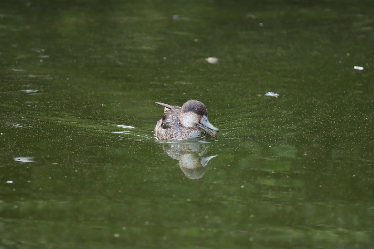 White-cheeked Pintail (Galapagos) - ML646025778