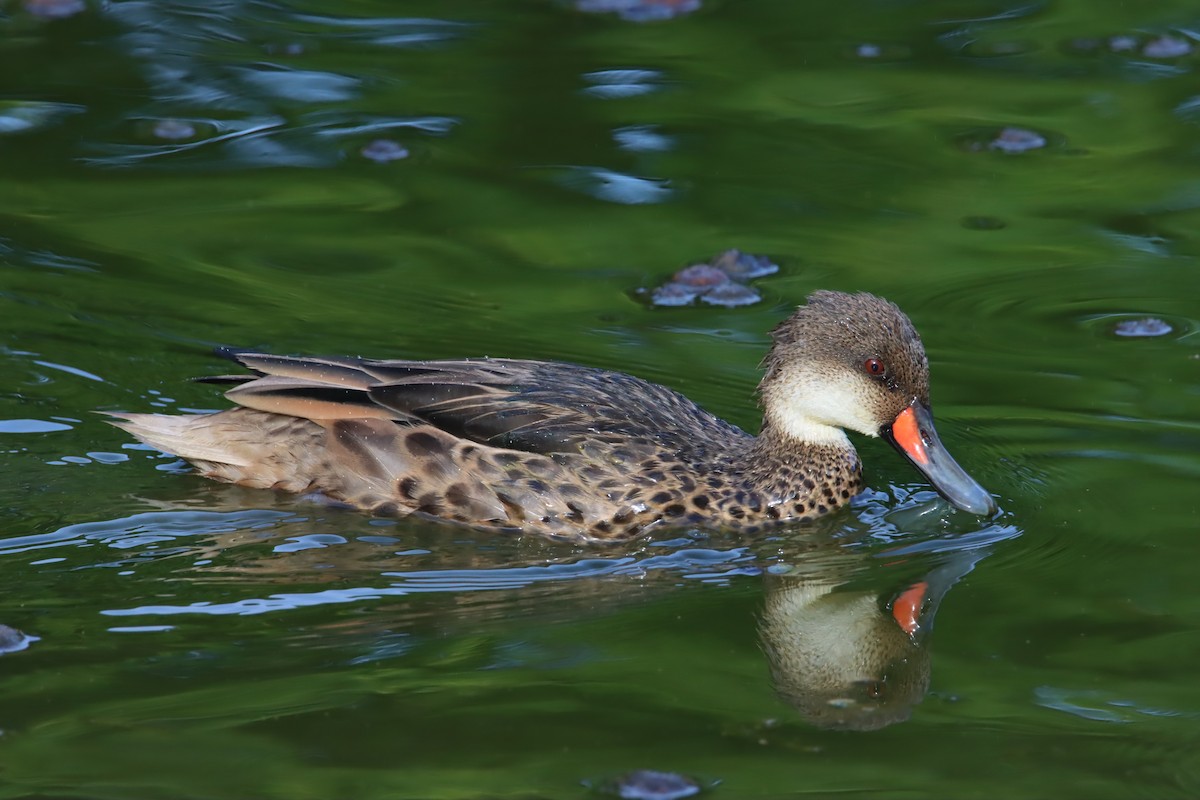 White-cheeked Pintail (Galapagos) - ML646025779