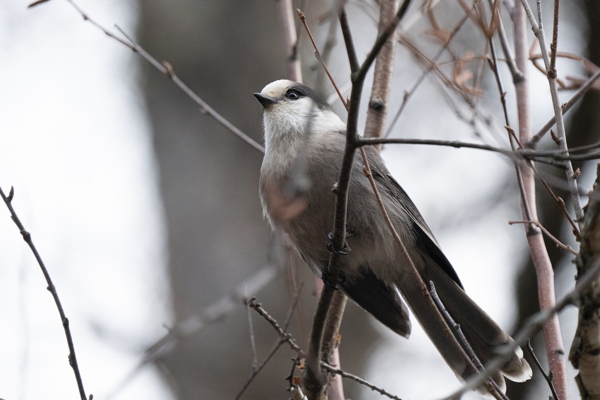 Canada Jay - ML646025781