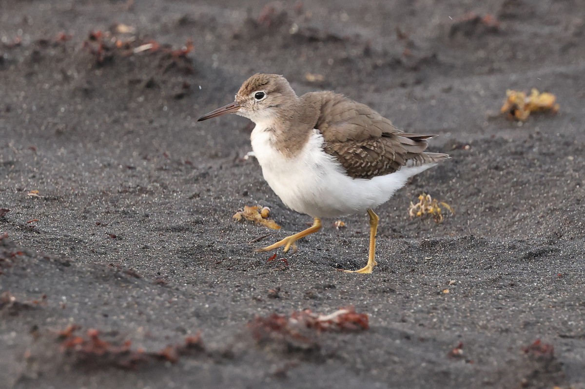 pisík americký - ML646025783