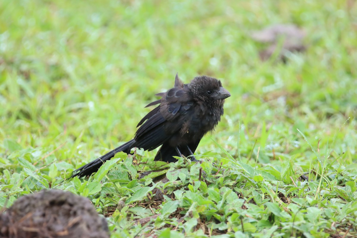 Smooth-billed Ani - ML646025785
