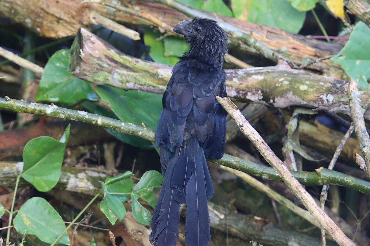 Smooth-billed Ani - ML646025786