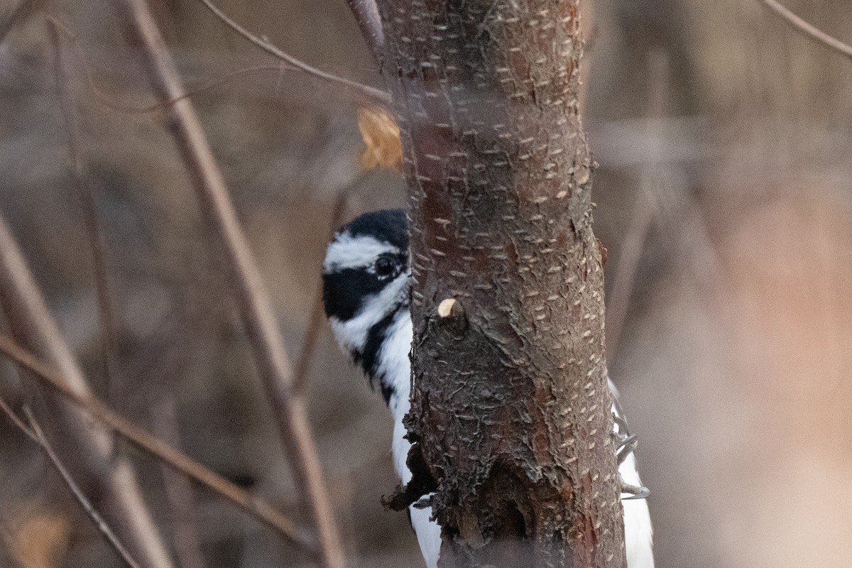 Hairy Woodpecker - ML646025789