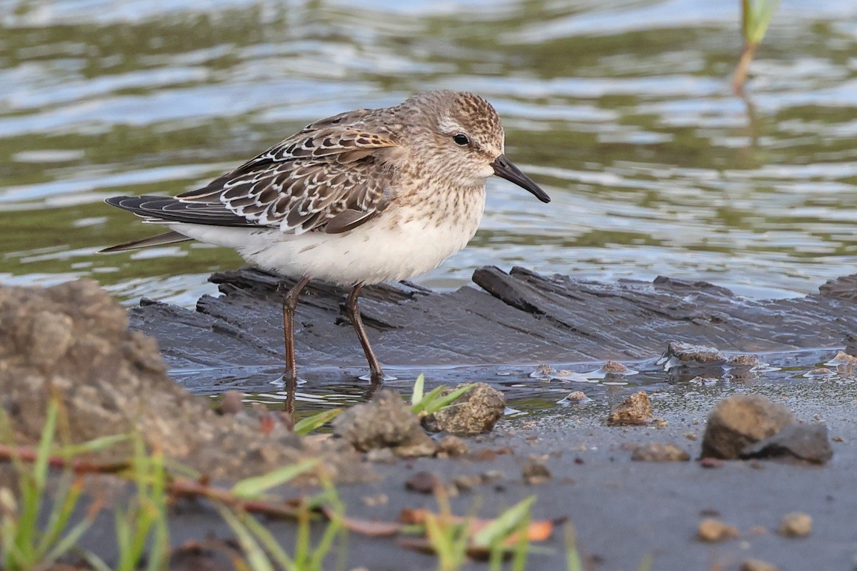 jespák tundrový - ML646025793