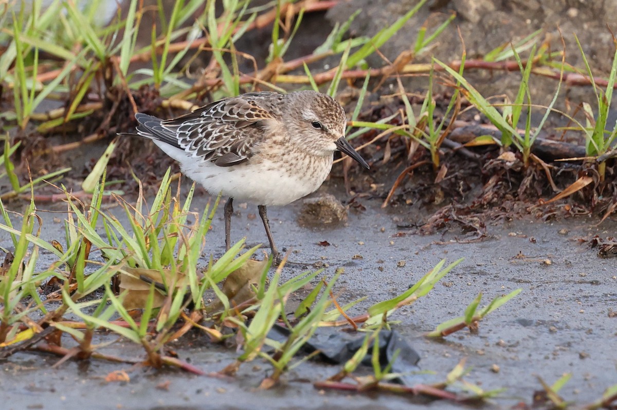 jespák tundrový - ML646025794