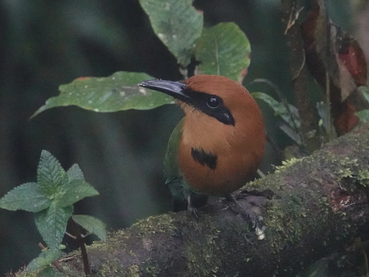 Momoto Yeruvá Occidental - ML646025801