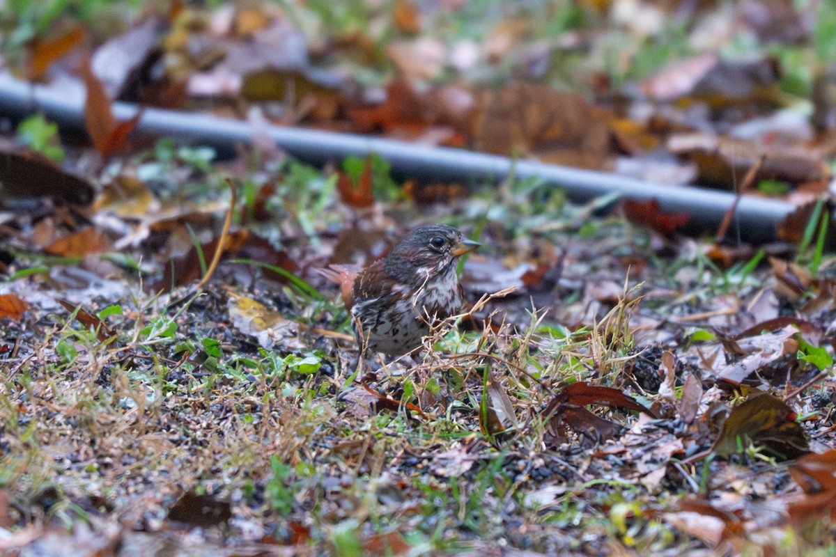 Fox Sparrow - ML646025802