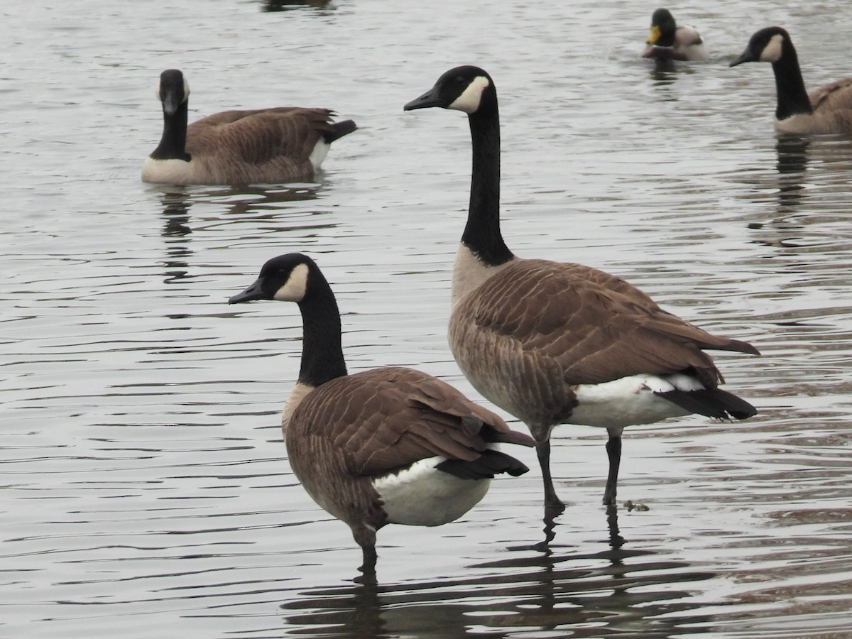 Kanadagans - ML646025803