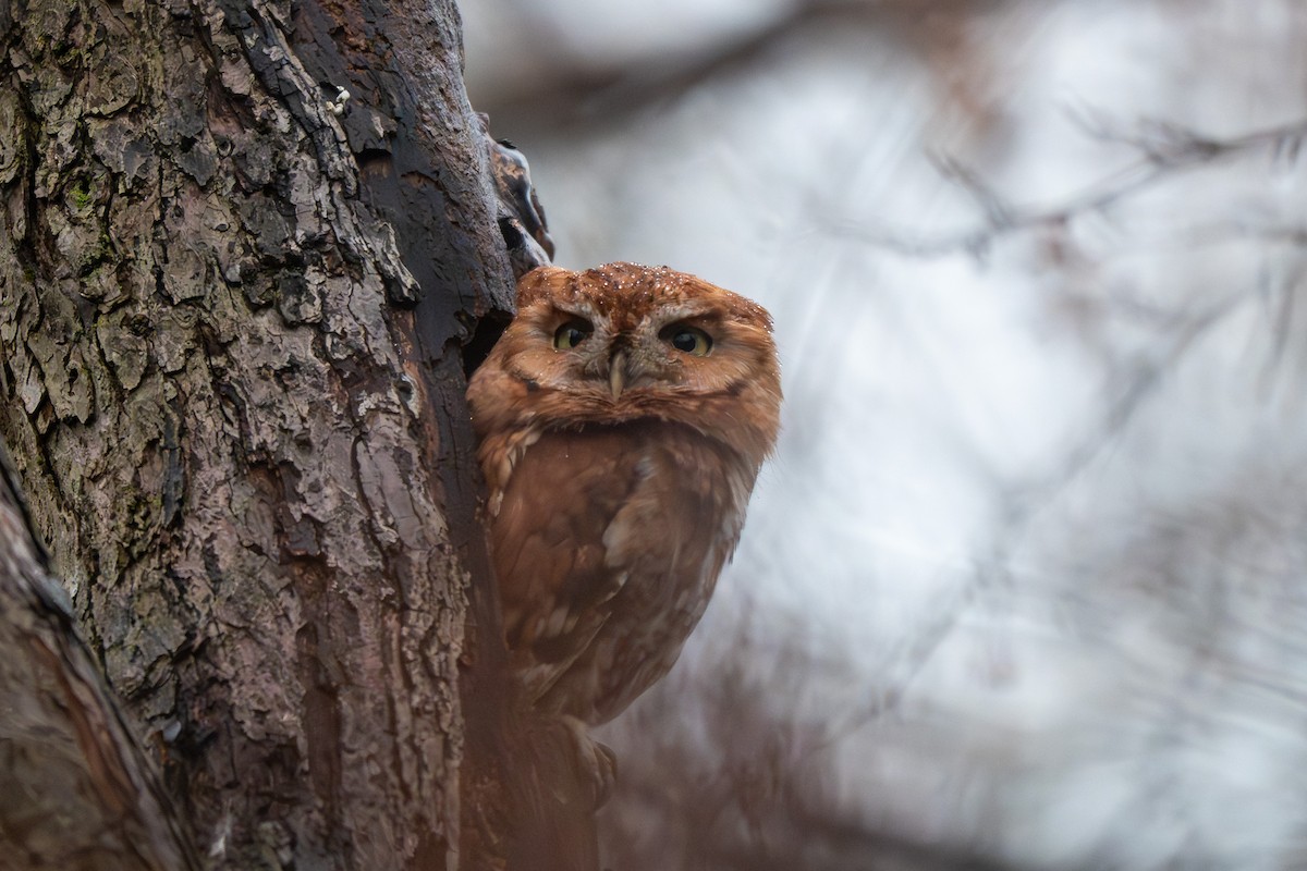 Autillo Yanqui - ML646025814