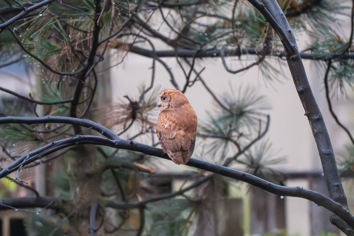 Autillo Yanqui - ML646025816