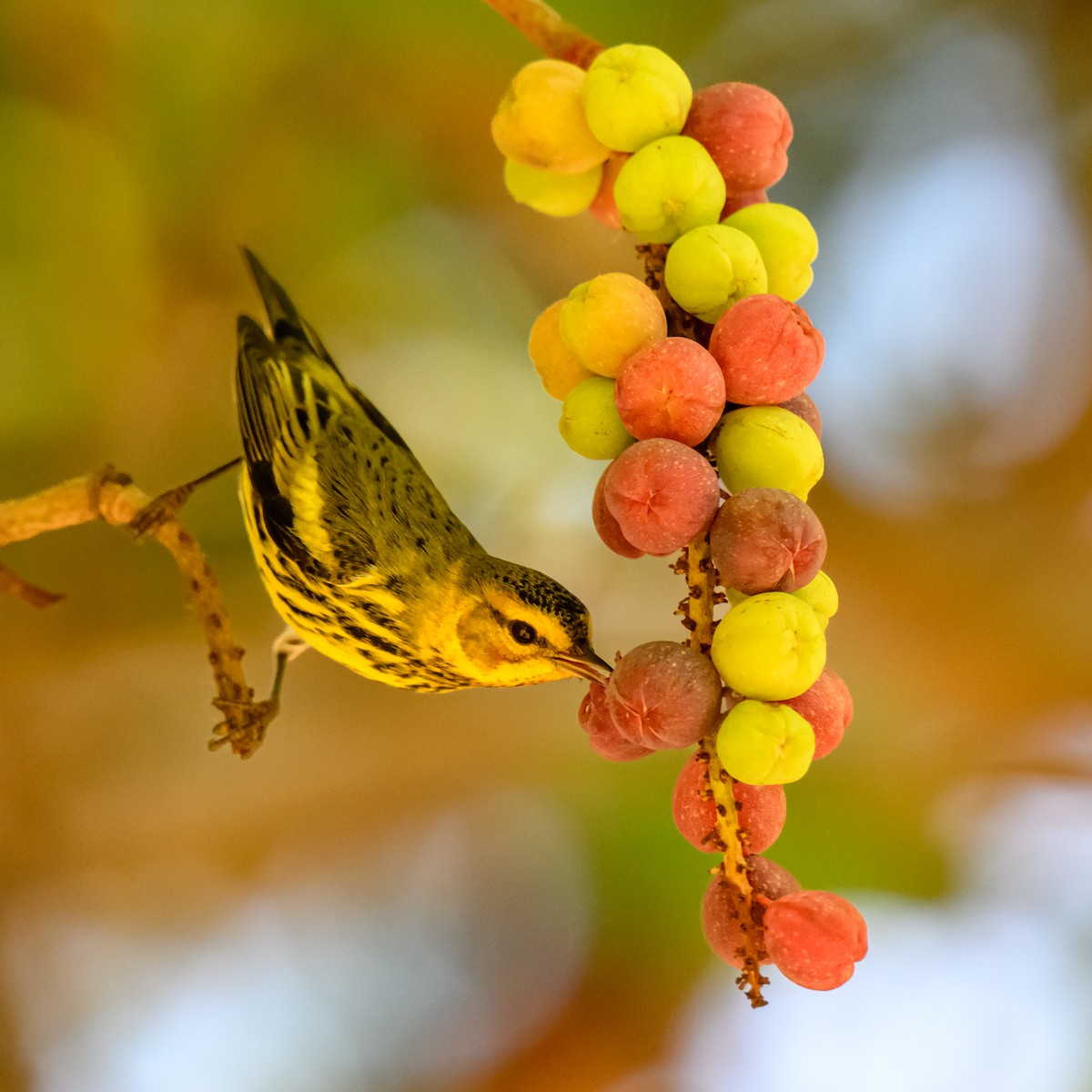 Reinita Atigrada - ML646025818