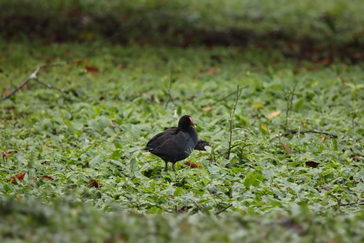 Gallineta Americana - ML646025819