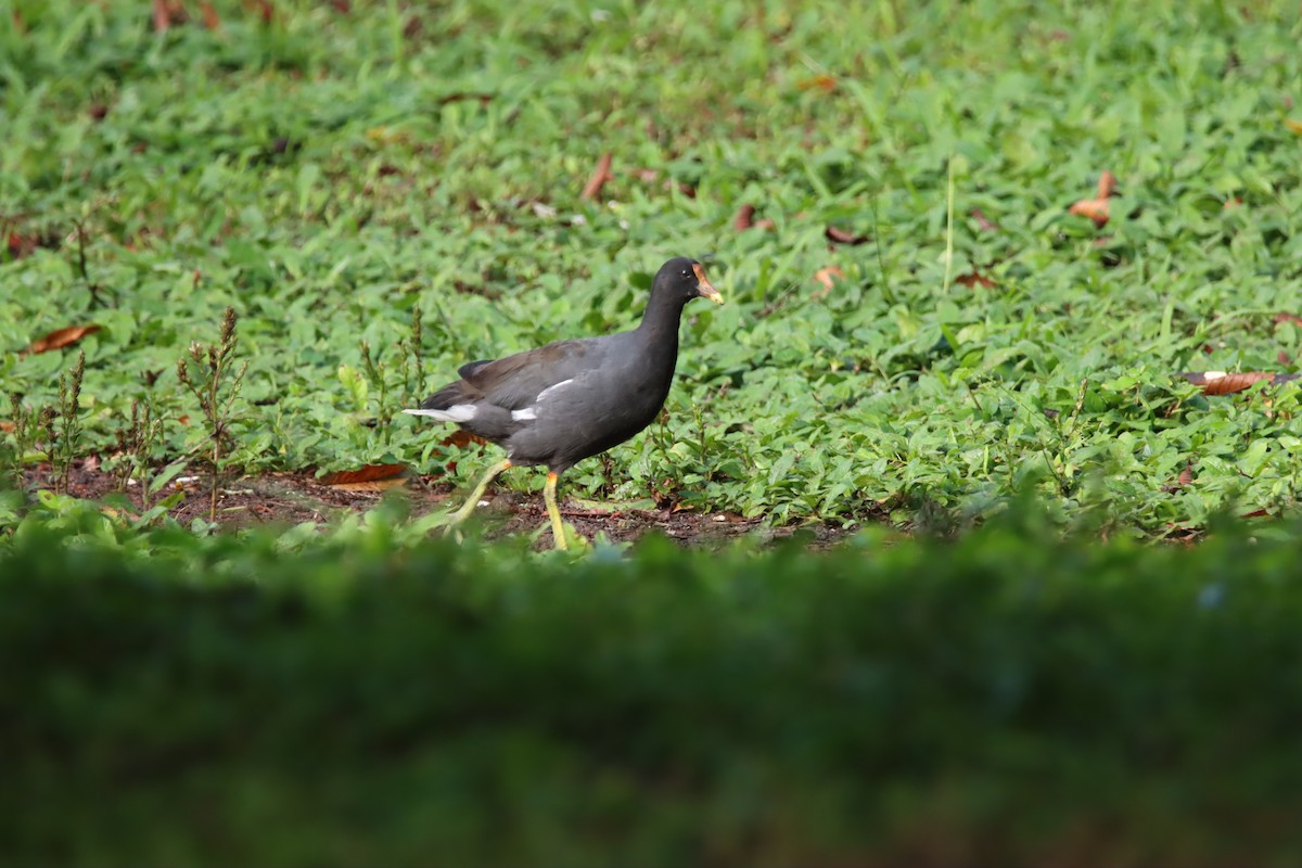 Gallineta Americana - ML646025820